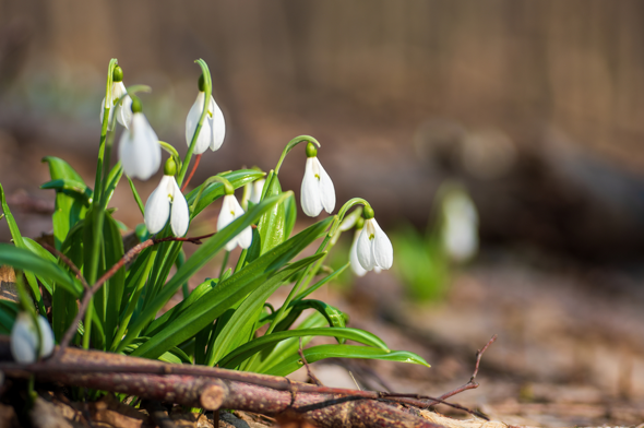 Voorjaars bloementjes foto nieuwsbrief Stolp+KAB februari
