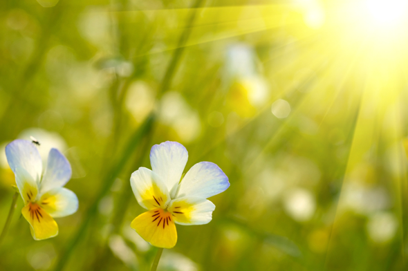 Lente foto nieuwsbrief Stolp+KAB maart