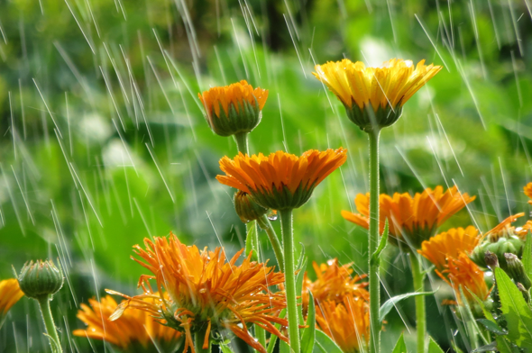 Oranje bloemen foto nieuwsbrief Stolp+KAB maart 