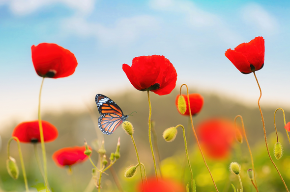 Bloemen foto nieuwsbrief Stolp+KAB juli