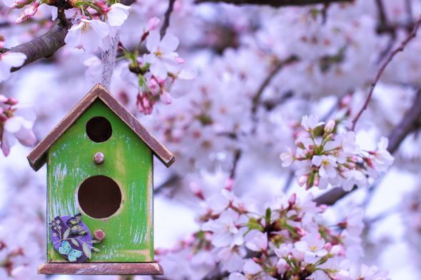 Vogelhuisje nieuwsbrief Stolp+KAB april
