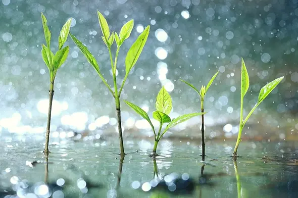 Stolp+KAB plantjes nieuws