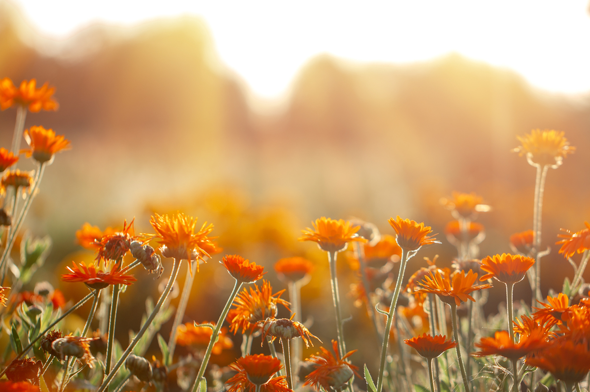 Oranje bloemen foto nieuwsbrief Stolp+KAB juni